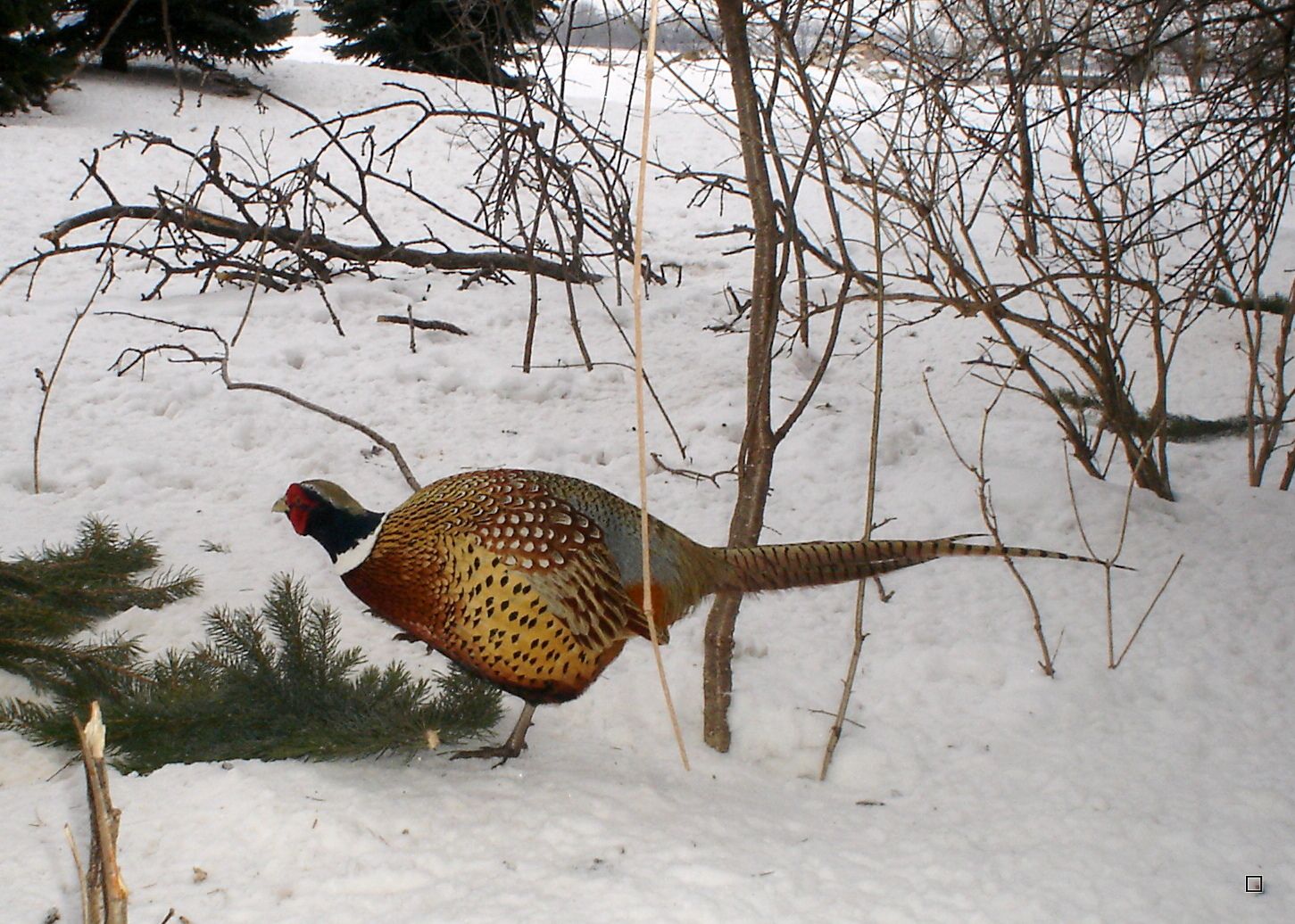 DavesP4103-01-2013202_zps428f1aee.jpg