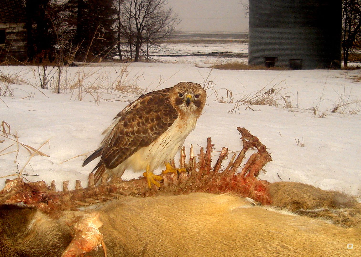 Dewittscarcass02-16-201337_zps7a92c50a.jpg