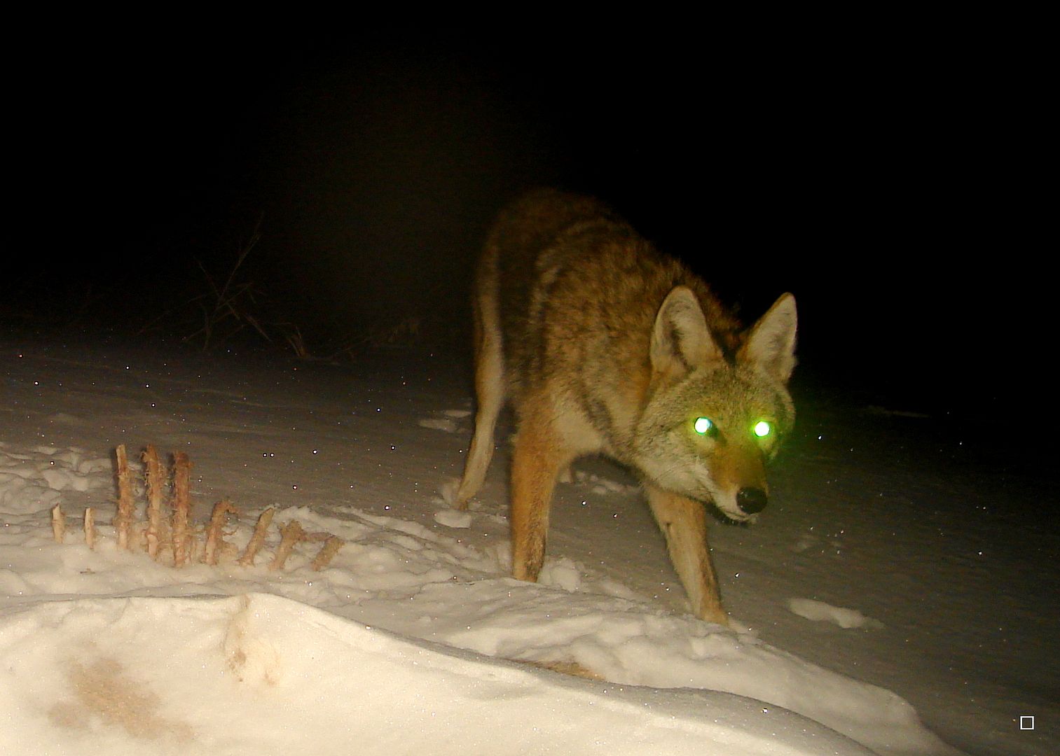 Dewittscarcass02-16-201347_zps31333fe2.jpg