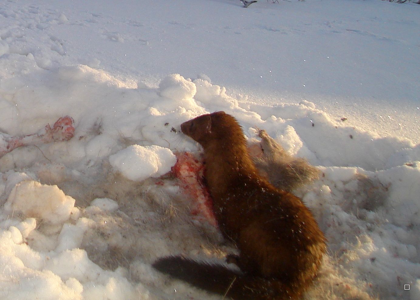Dewittscarcass04-01-201315_zps611fac0b.jpg