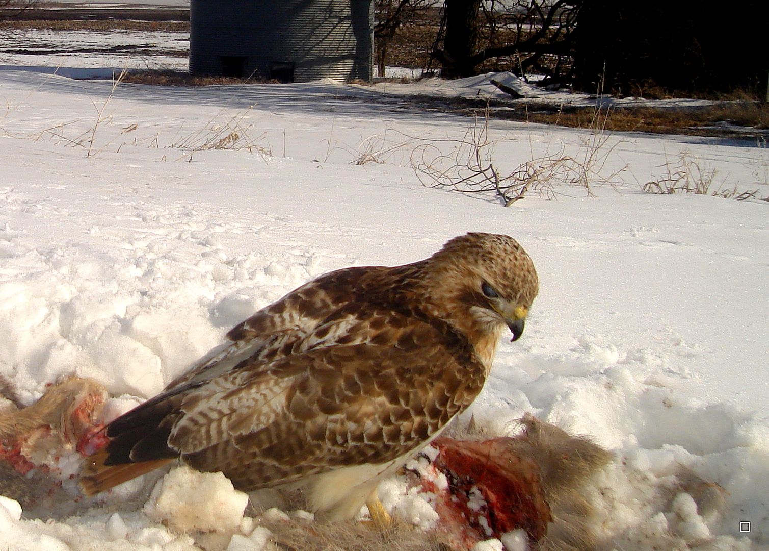 Dewittscarcass04-01-201325_zpscae133bf.jpg