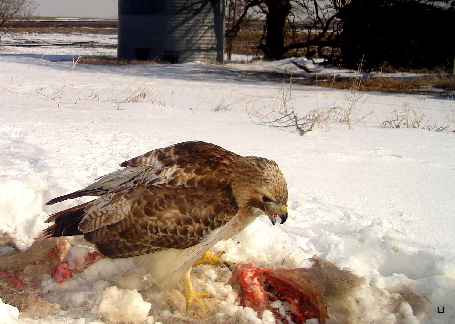 Dewittscarcass04-01-201339_zps09d9d834.jpg