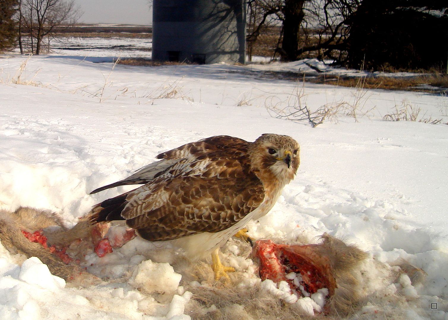 Dewittscarcass04-01-201341_zps3a8bac7c.jpg