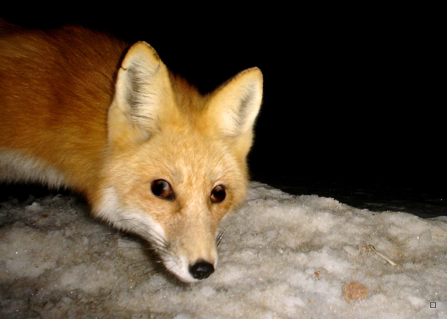 Foxanddeercarcass03-13-201317_zps2ea49466.jpg