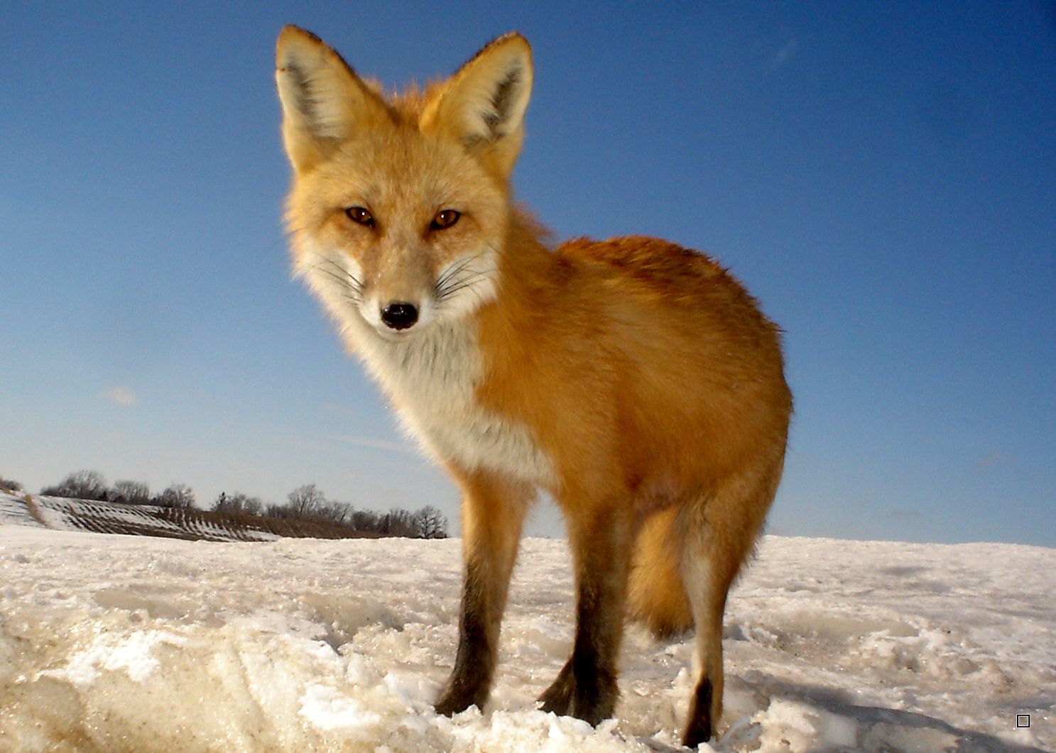 Foxden03-22-201331_zps459d271e.jpg