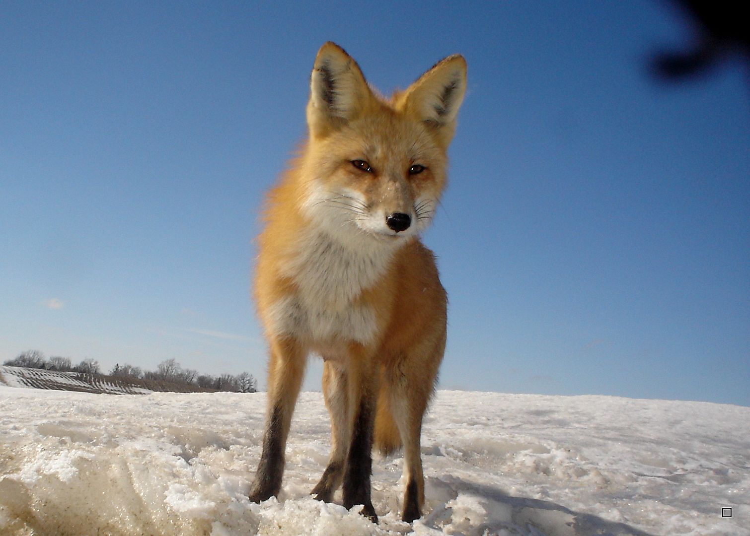 Foxden03-22-201332_zps120dd8fa.jpg