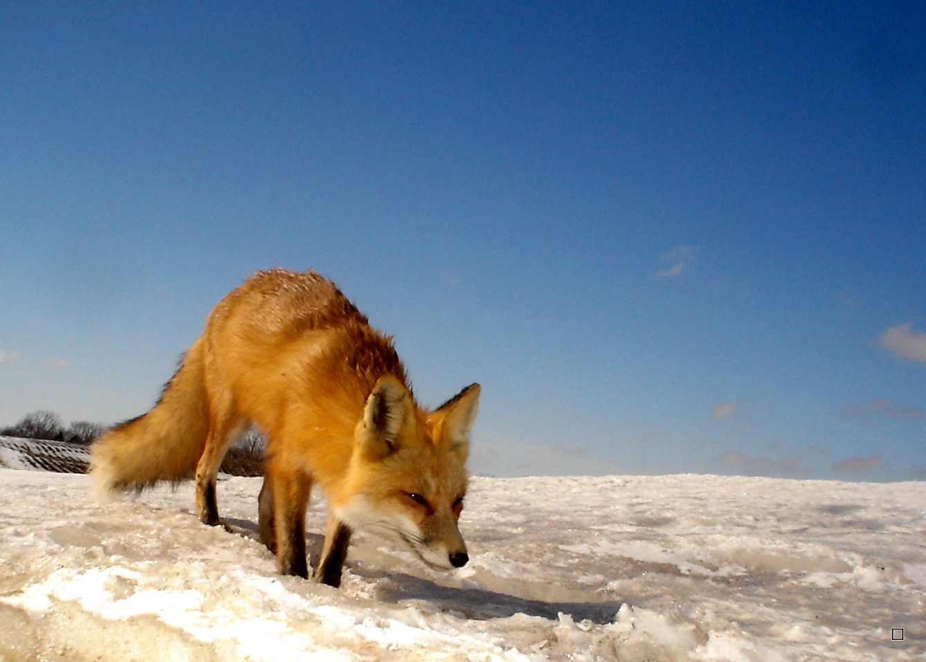 Foxden03-22-20137_zpsa5fb24cd.jpg