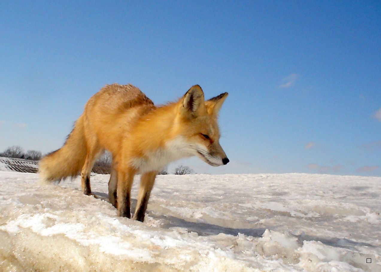 Foxden03-22-20138_zps1c61300d.jpg