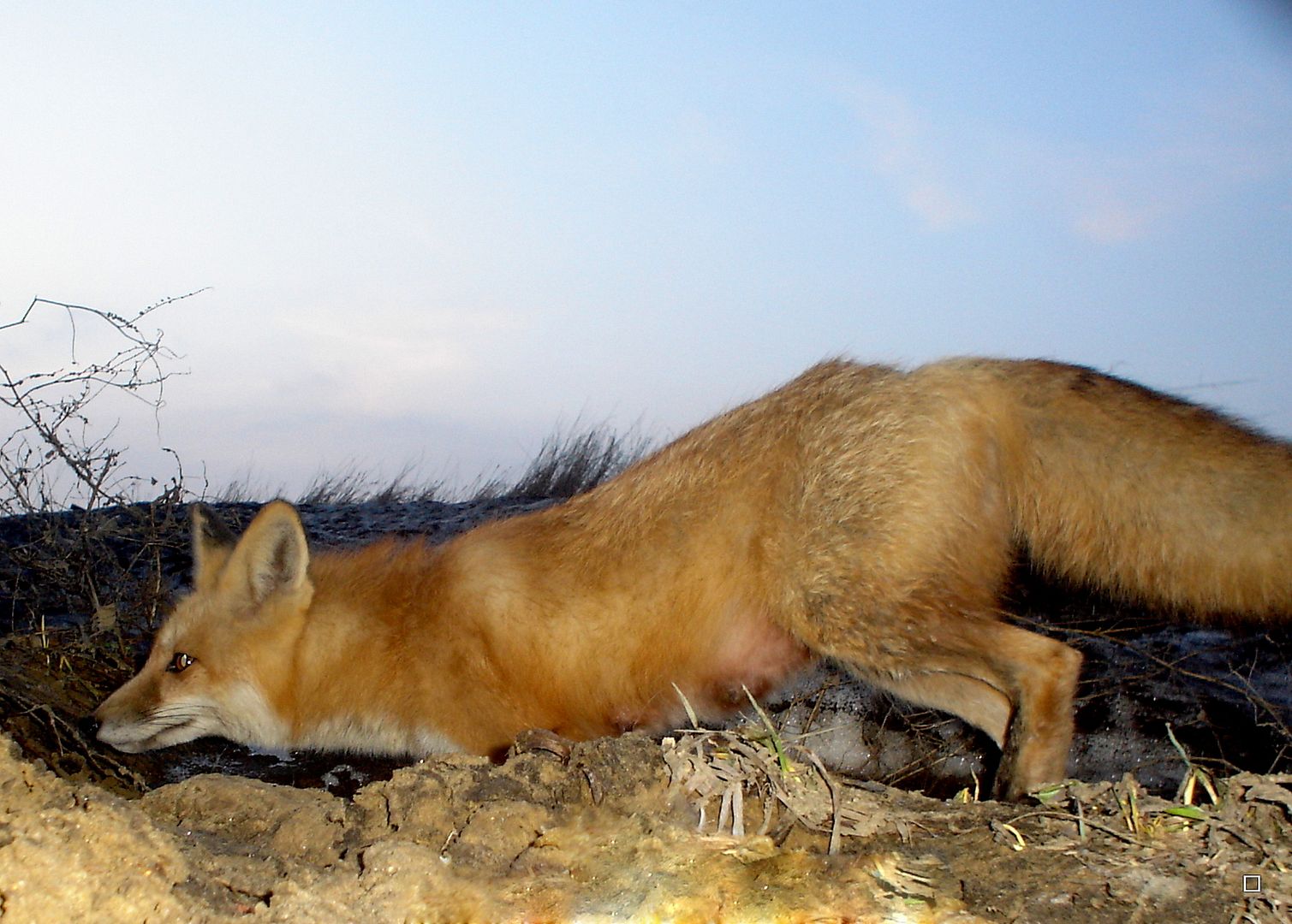Foxden04-01-2014_zps13895c50.jpg