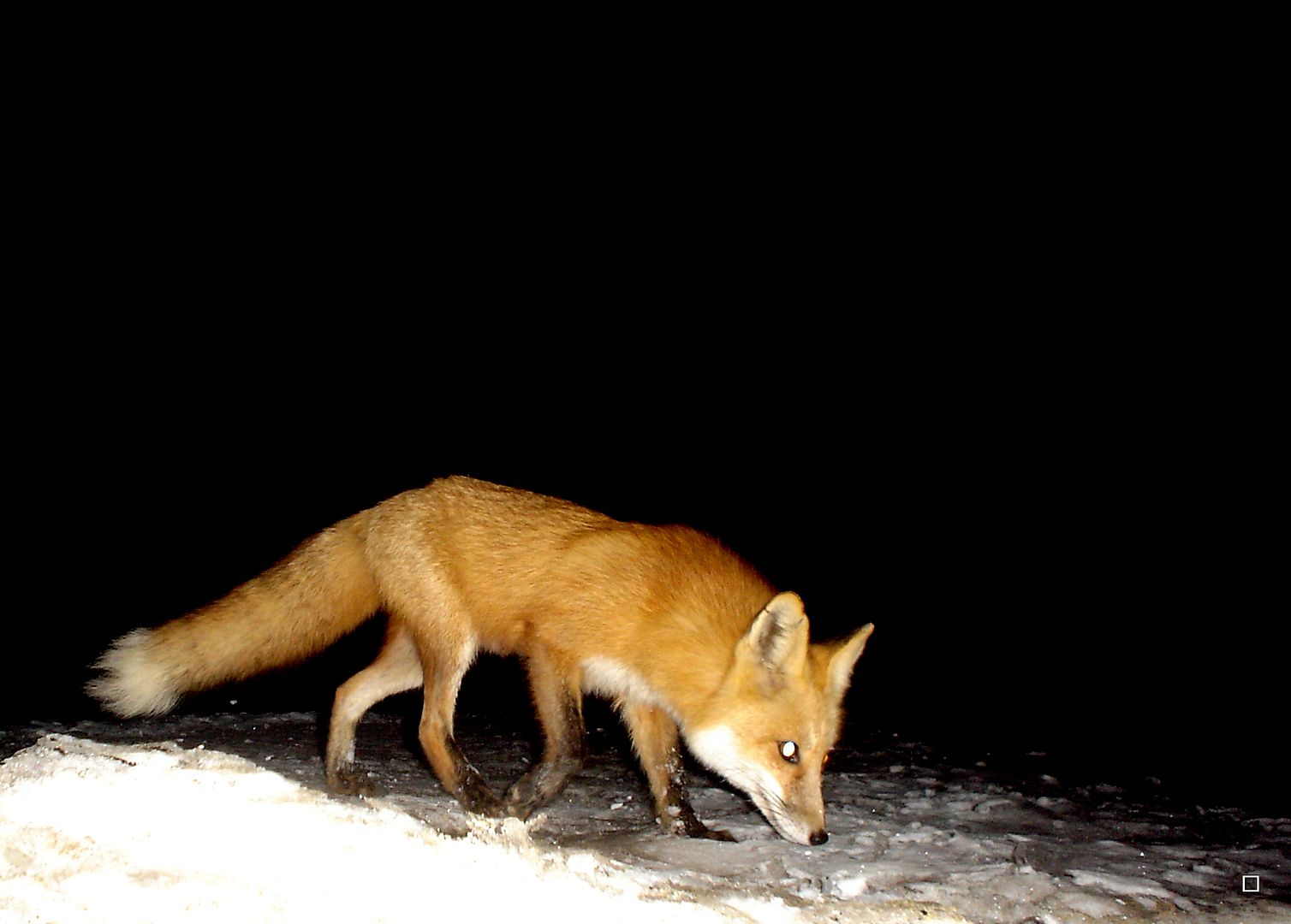 FoxdenP4103-14-2015_zpse3e501a7.jpg