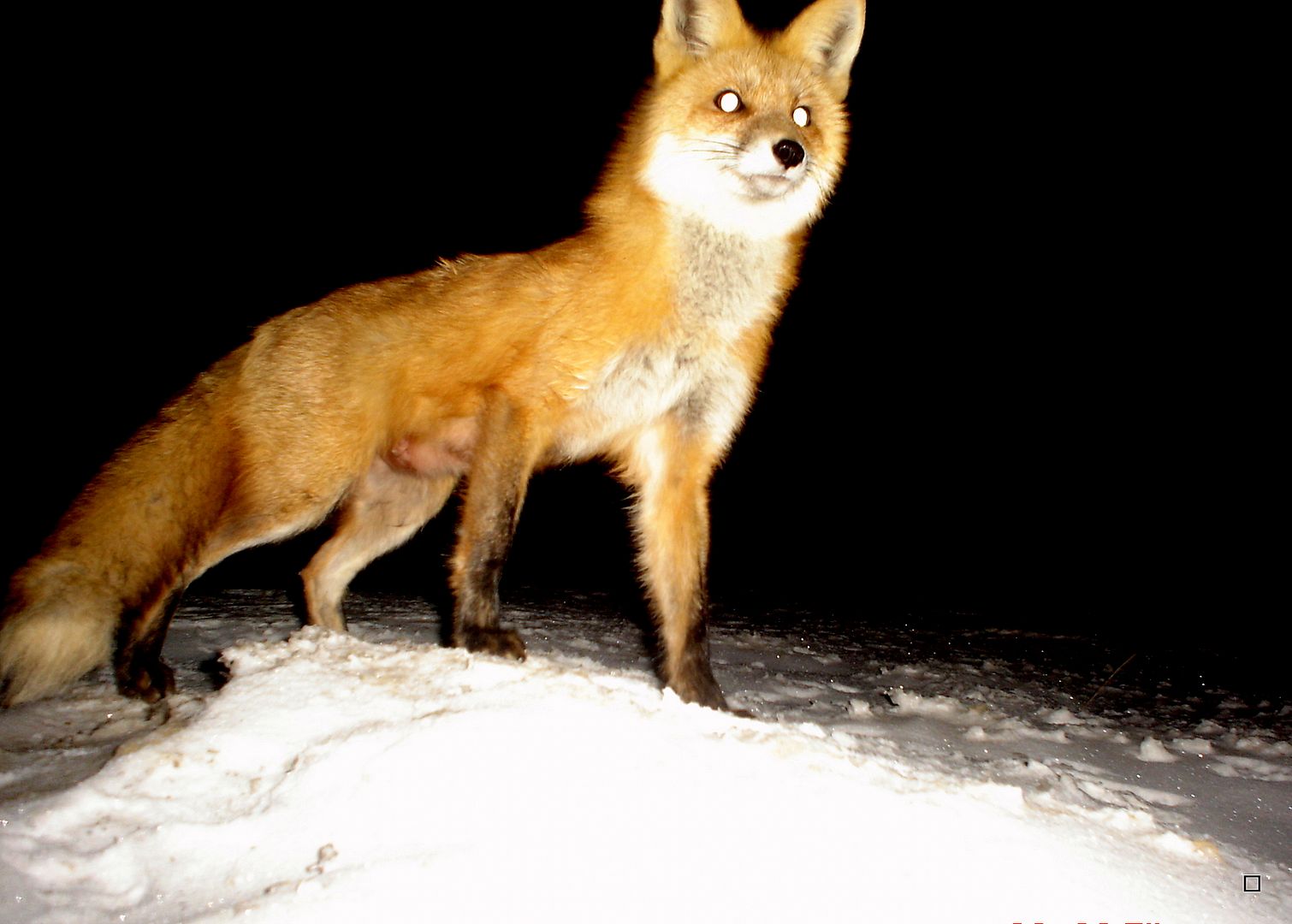 FoxdenP4103-19-201313_zps4b8303ac.jpg