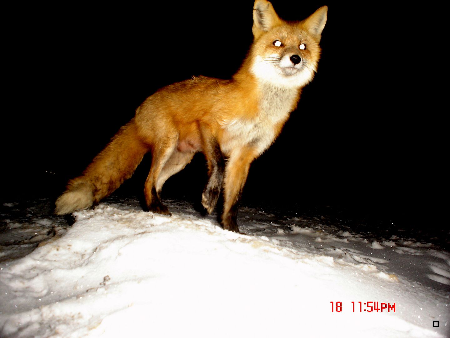 FoxdenP4103-19-201315_zps786ac0ff.jpg