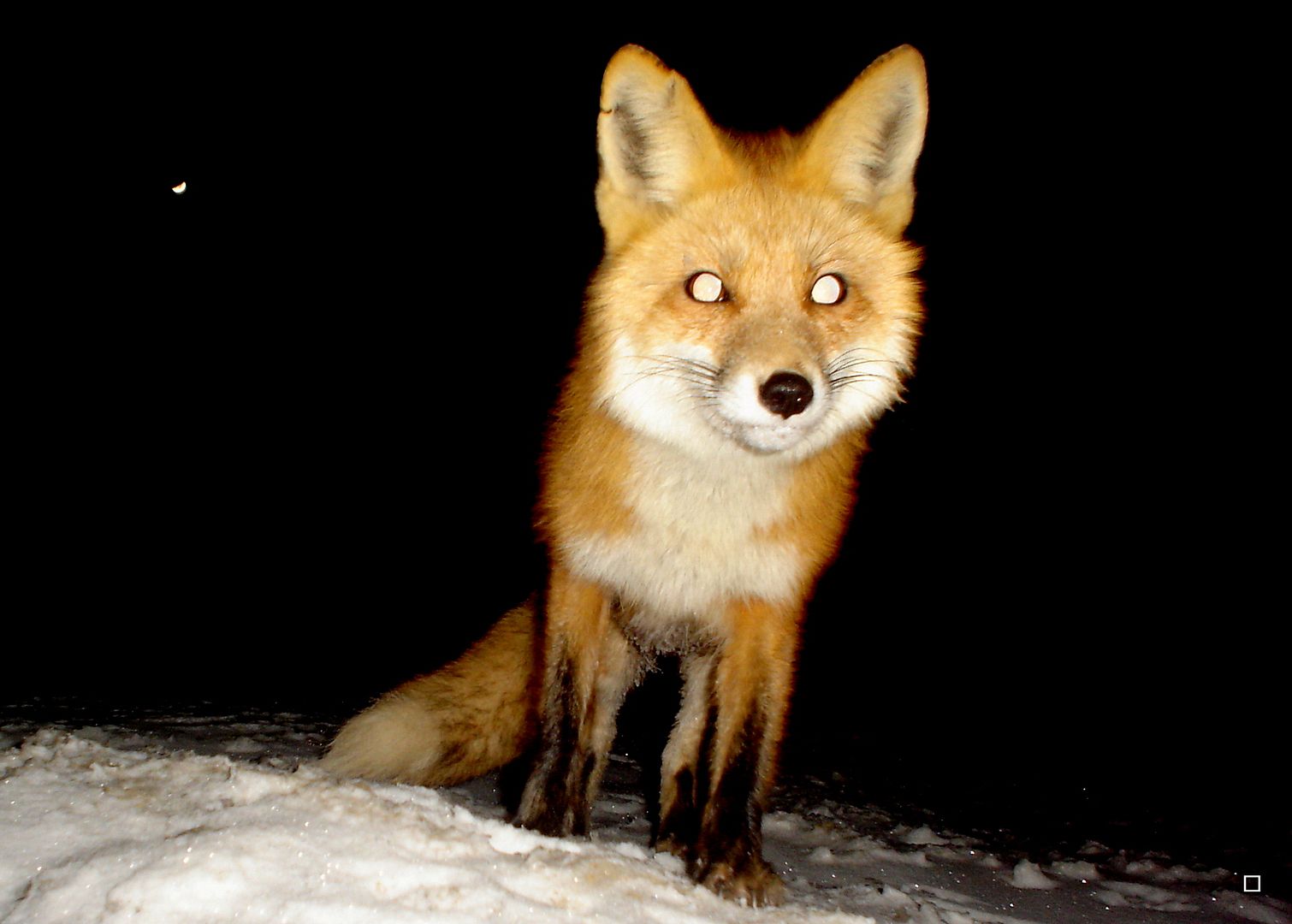 FoxdenP4103-19-201318_zpsdbb8dae8.jpg
