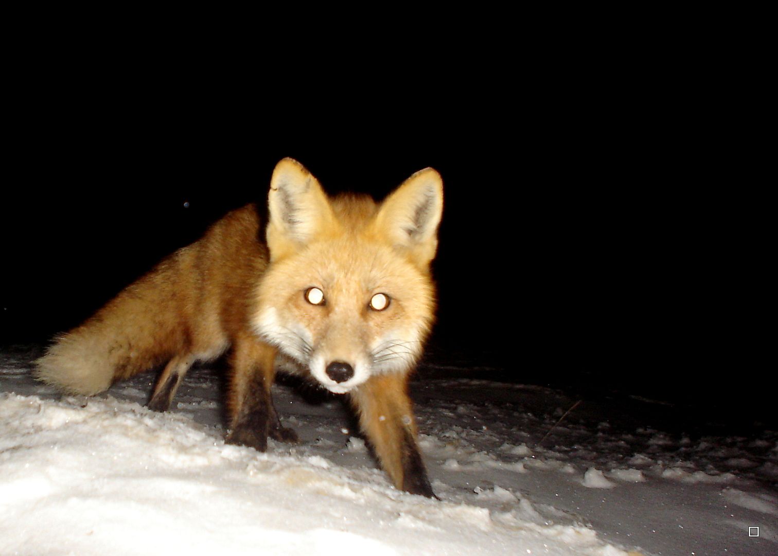 FoxdenP4103-19-20135_zps3748849f.jpg