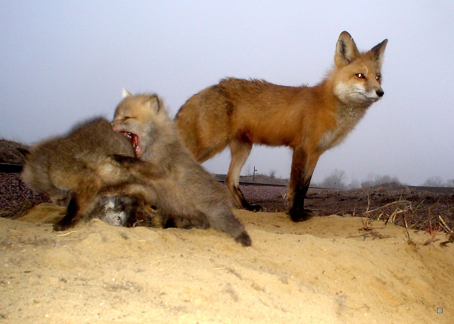 Foxpups04-07-2013455_zps6193d602.jpg
