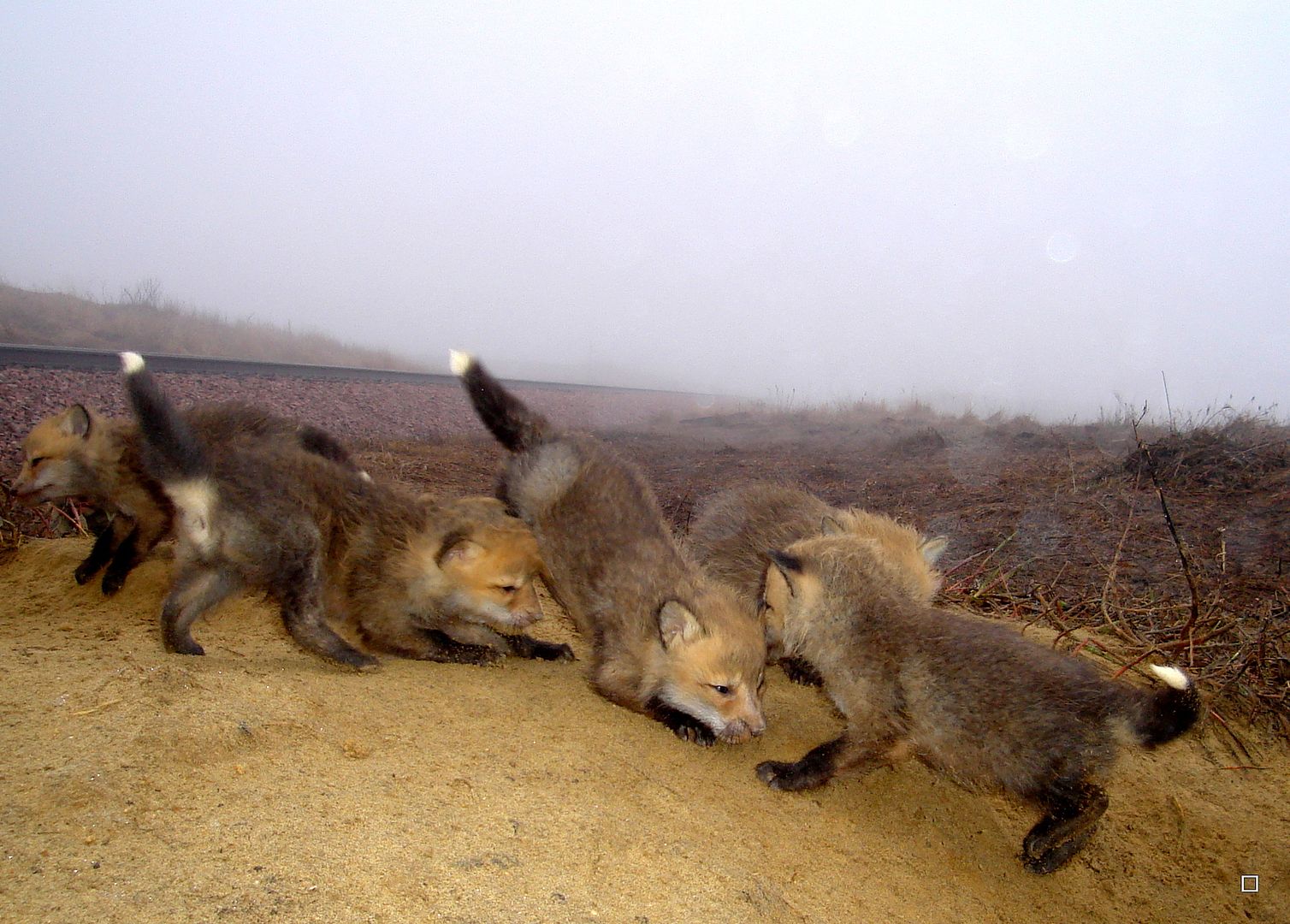 Foxpupss60004-08-201330_zps3f8f11eb.jpg