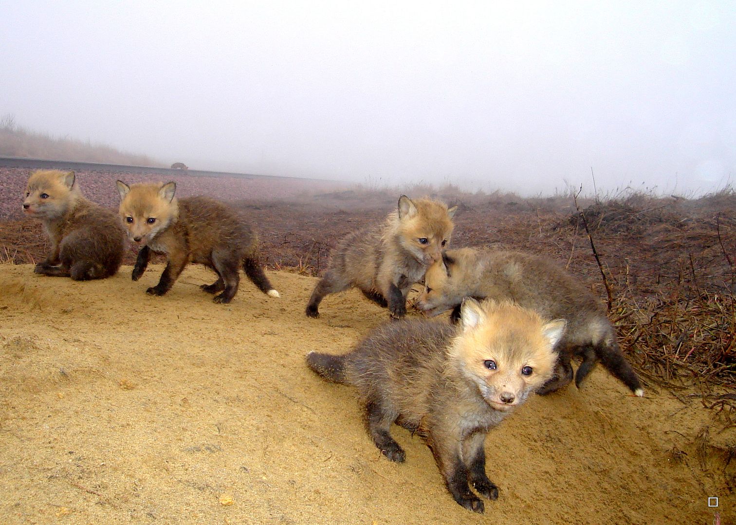 Foxpupss60004-08-201335_zpsfdce389f.jpg