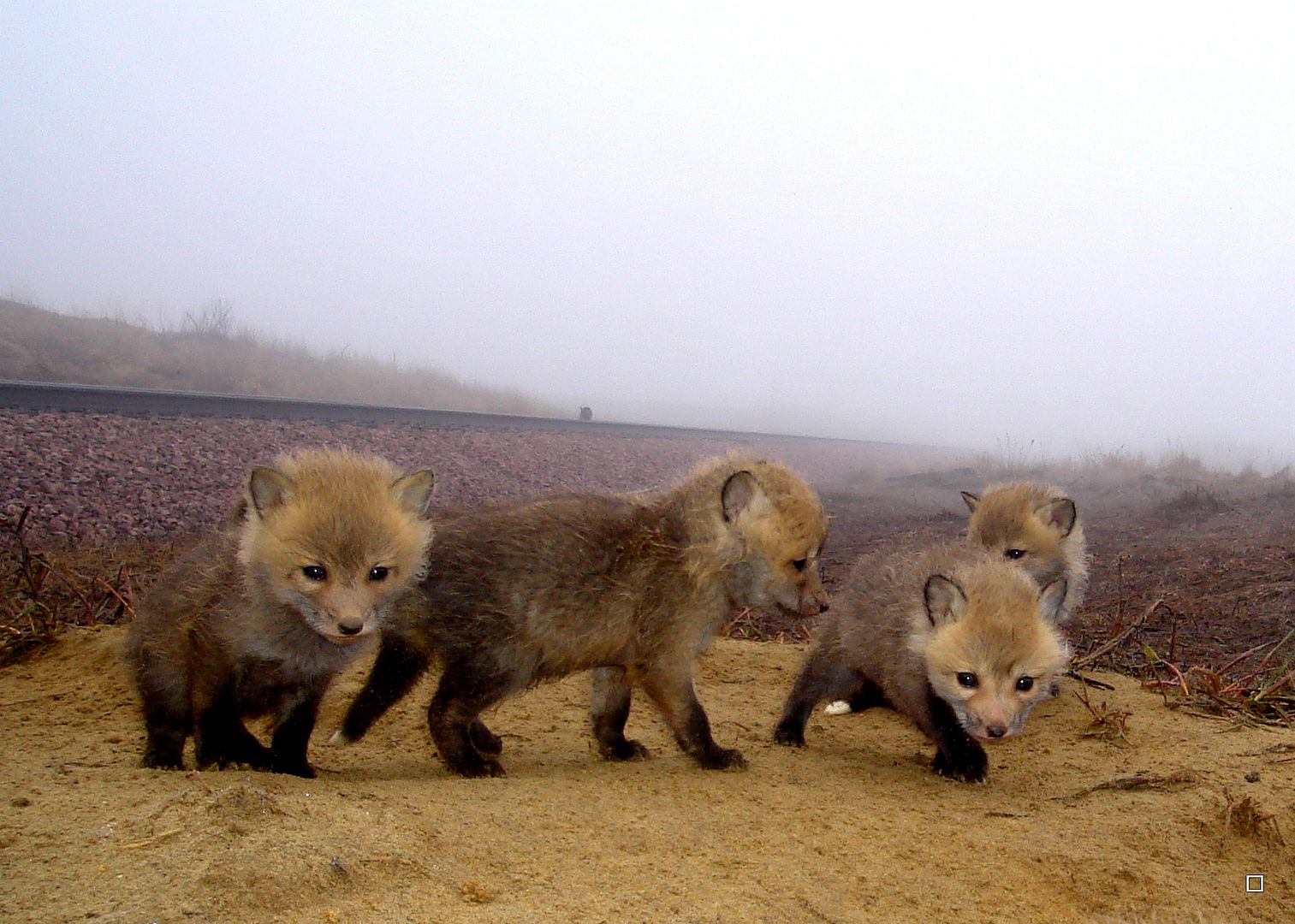 Foxpupss60004-08-201337_zps5532f343.jpg