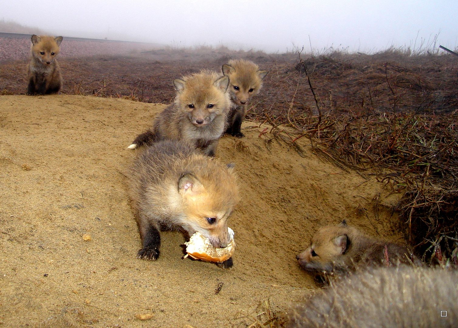 Foxpupss60004-08-201339_zpsbb6876fc.jpg