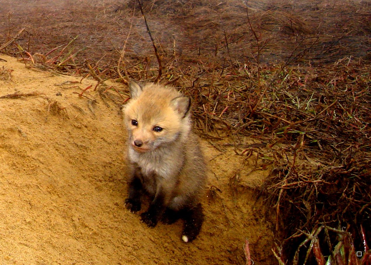 Foxpupss60004-08-201341_zps3cd27da4.jpg