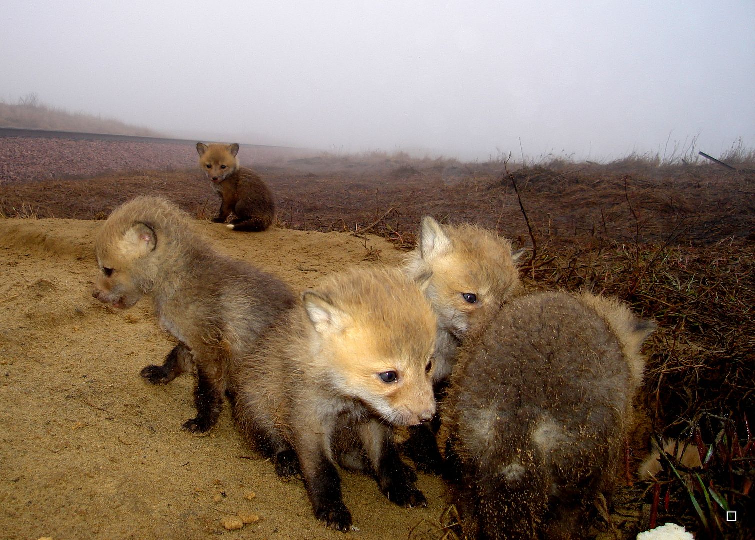 Foxpupss60004-08-201348_zps4f1184c5.jpg