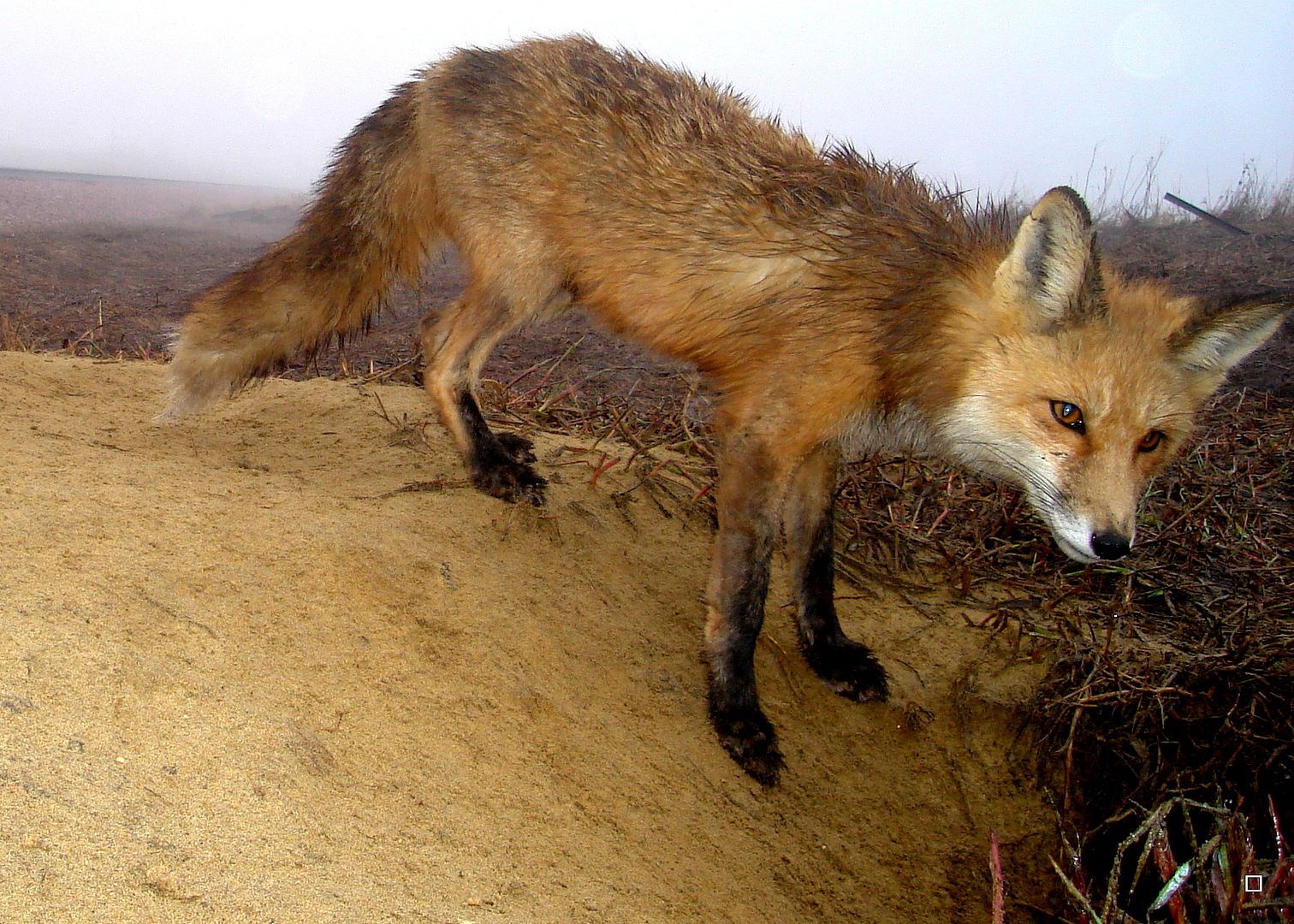 Foxpupss60004-08-201371_zpsffa26ca9.jpg