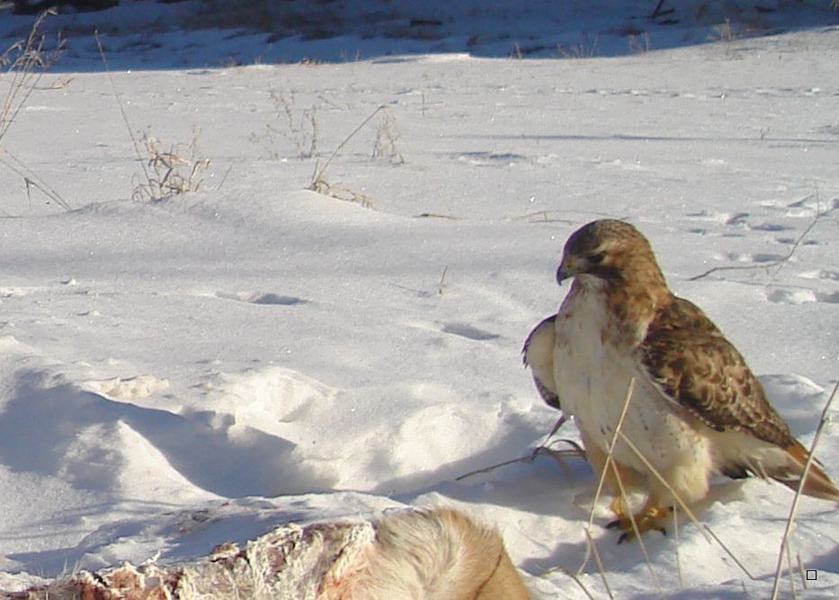 Dewittscarcass01-12-201319.jpg