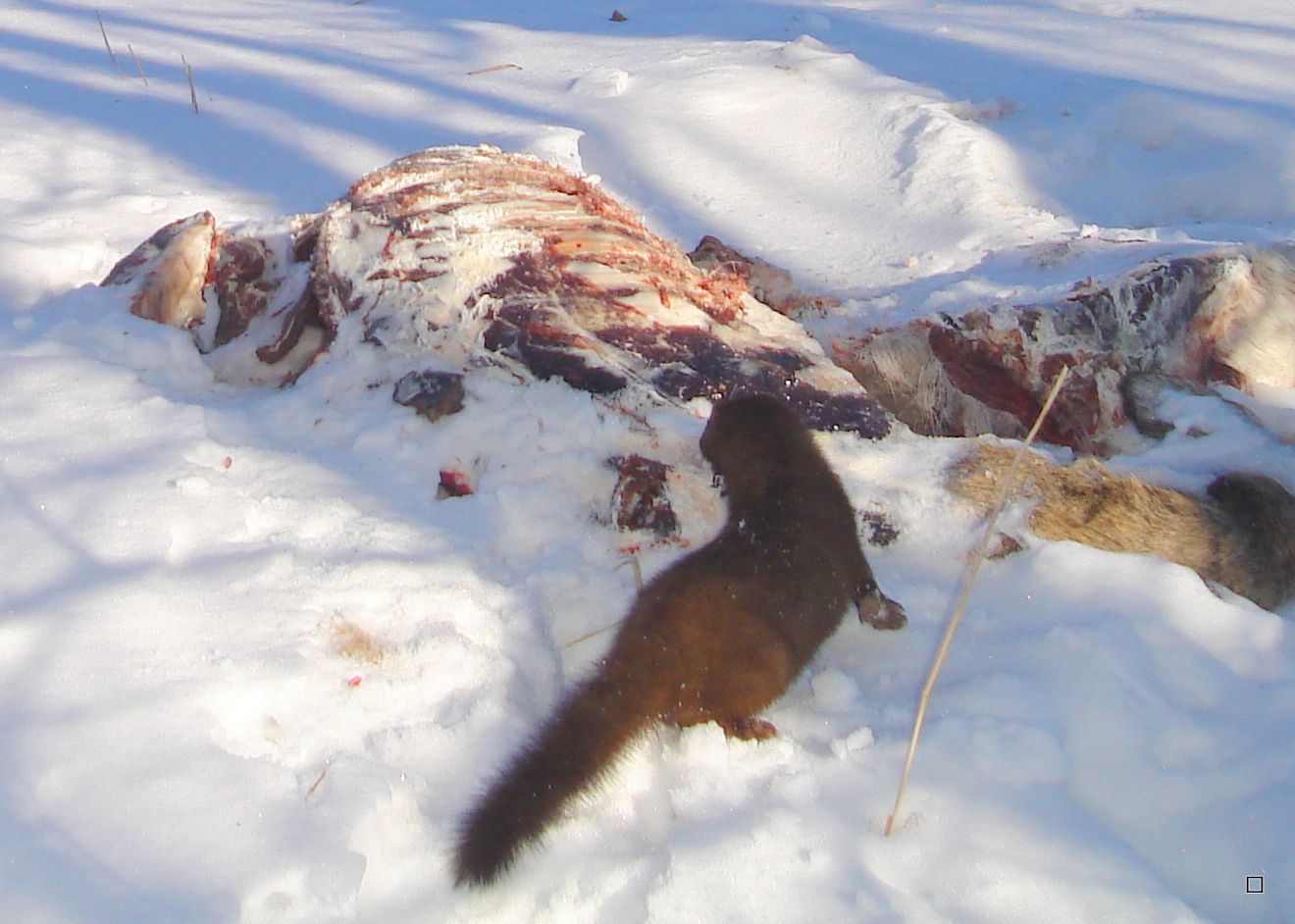 Dewittscarcass01-12-201325.jpg