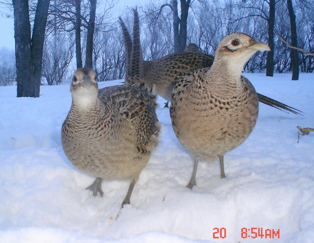 Pheasantcam01-23-1014.jpg