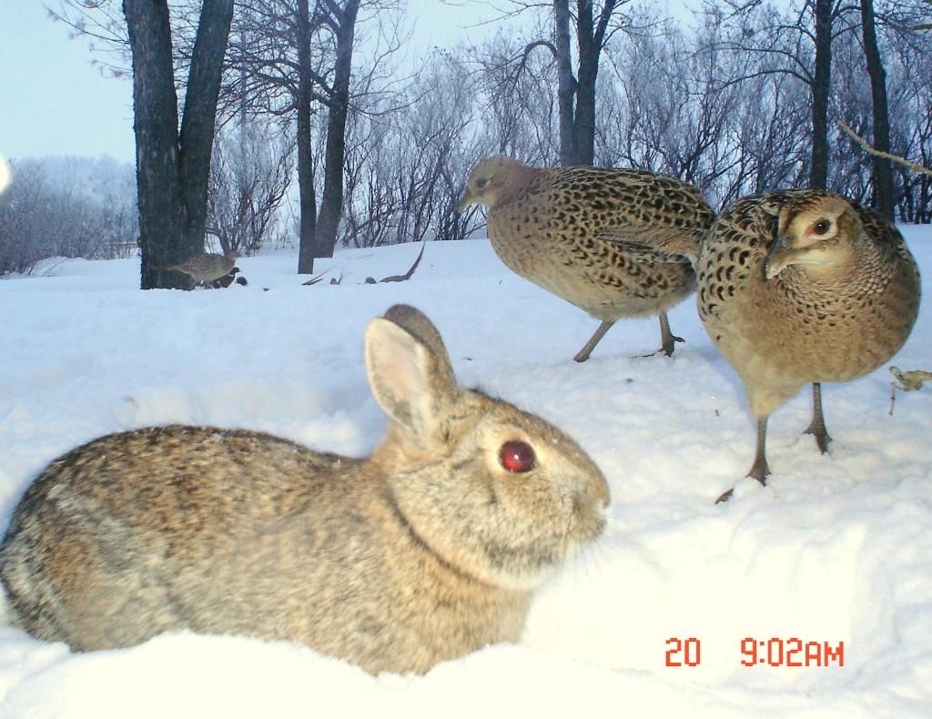 Pheasantcam01-23-1019.jpg