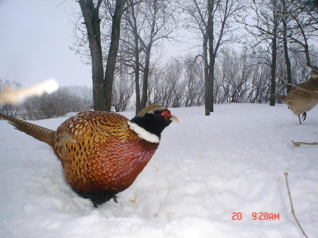 Pheasantcam01-23-1027.jpg