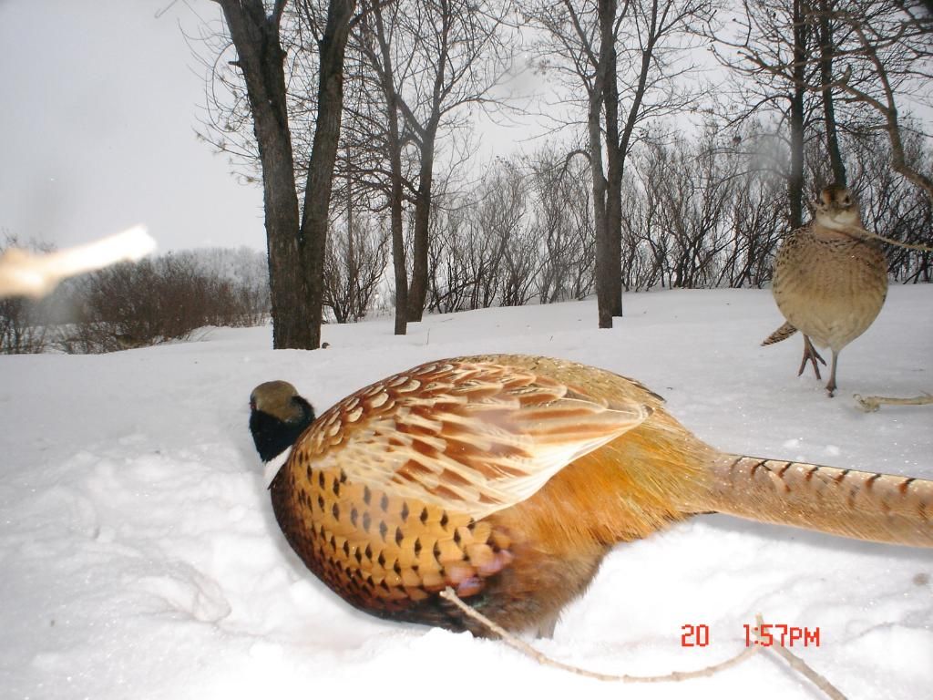 Pheasantcam01-23-1037.jpg