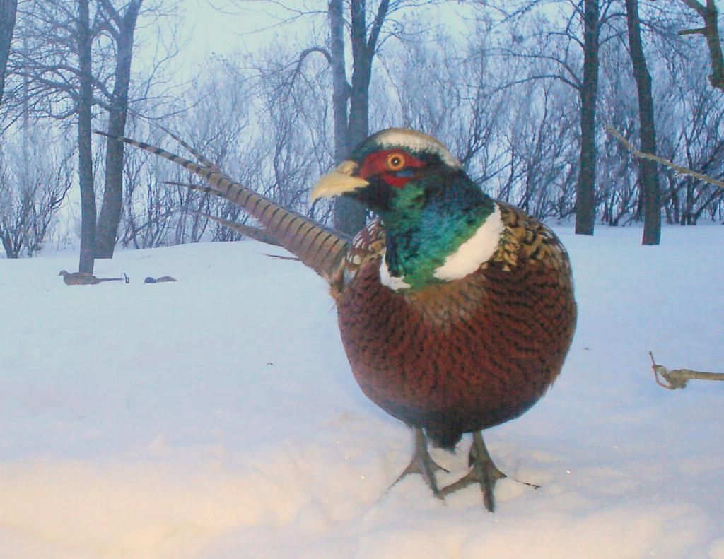 Pheasantcam01-23-104.jpg