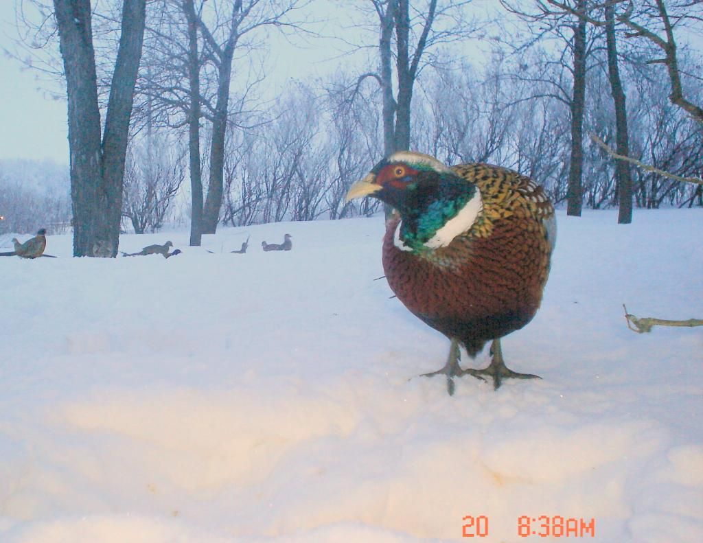 Pheasantcam01-23-106.jpg