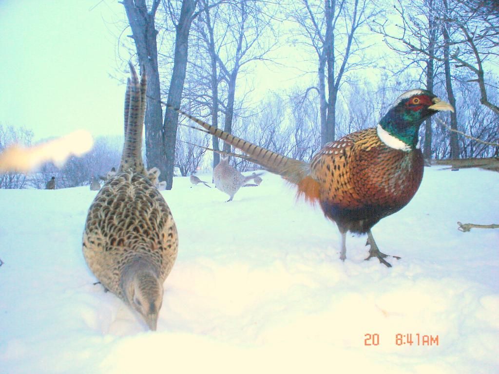 Pheasantcam01-23-108.jpg