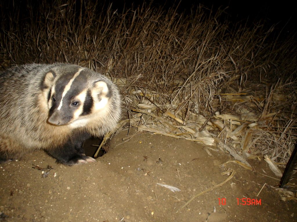 Badger01-14-2012107.jpg