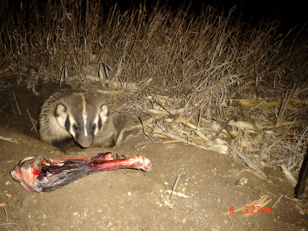 Badger01-14-201212.jpg