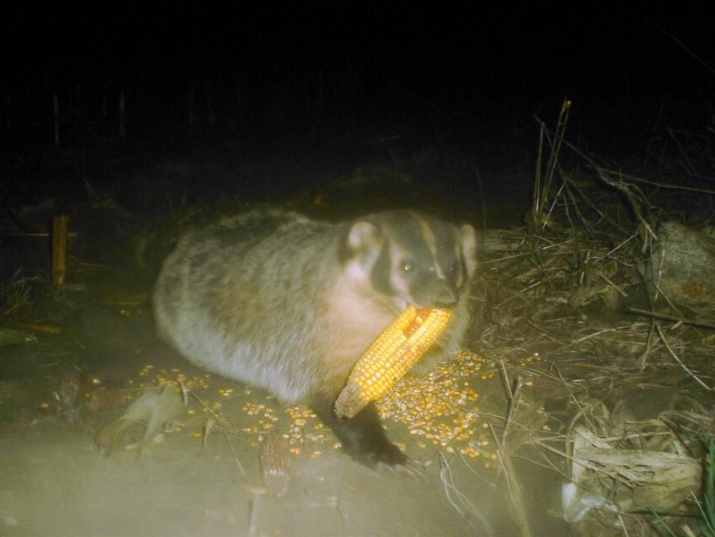 Badger03-31-20122.jpg