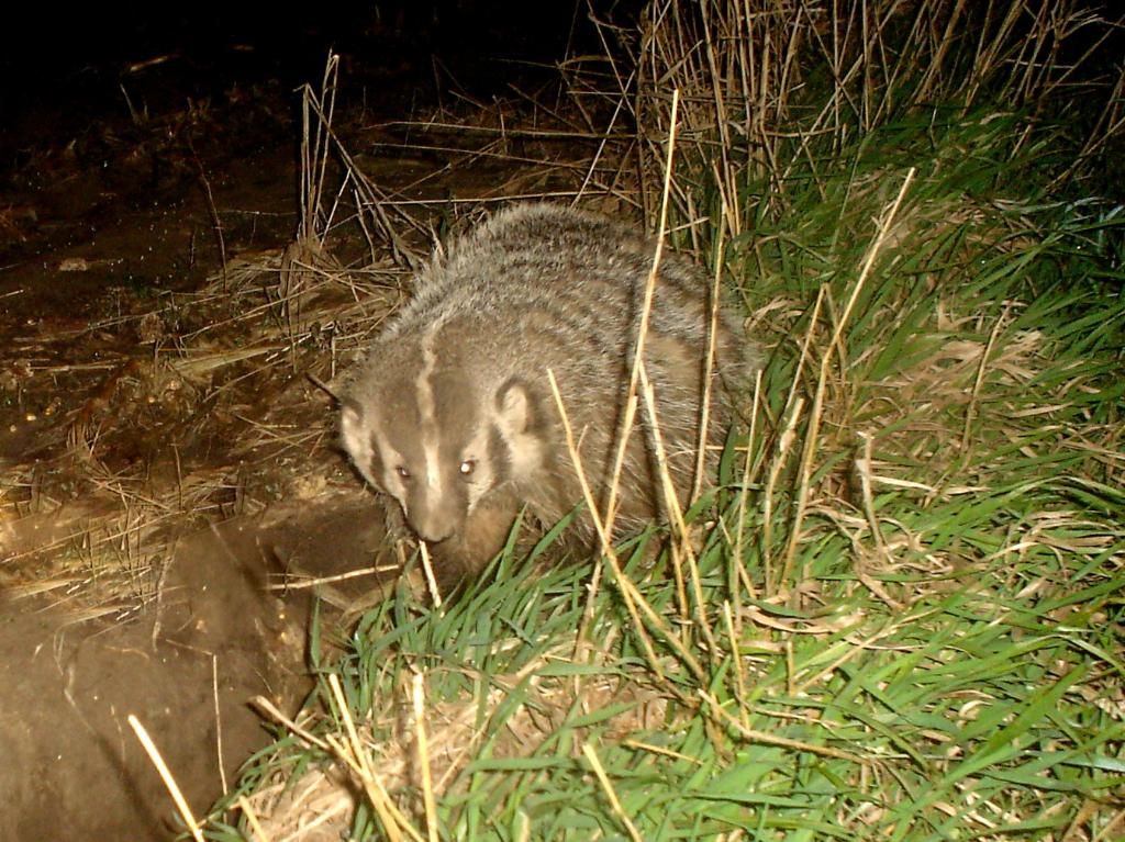 Badger04-07-20122.jpg