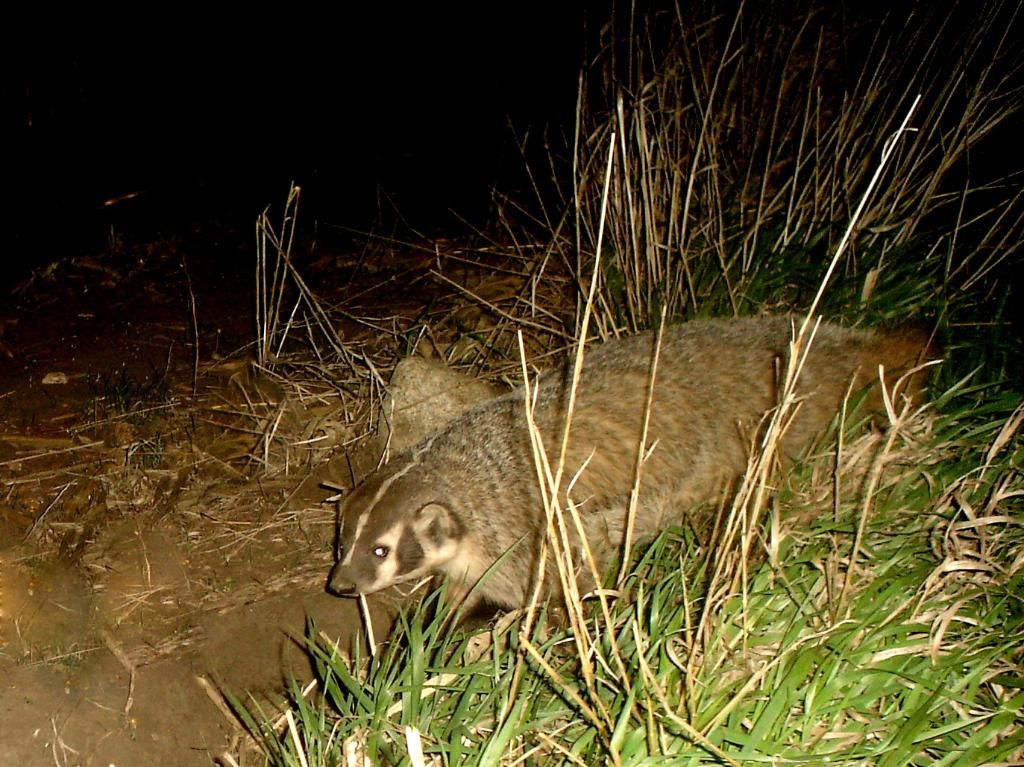 Badger04-07-20123.jpg