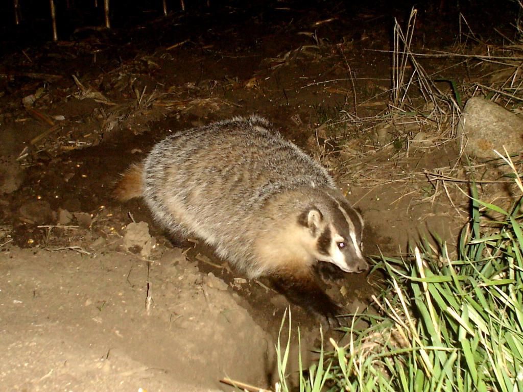 Badger04-21-201217.jpg