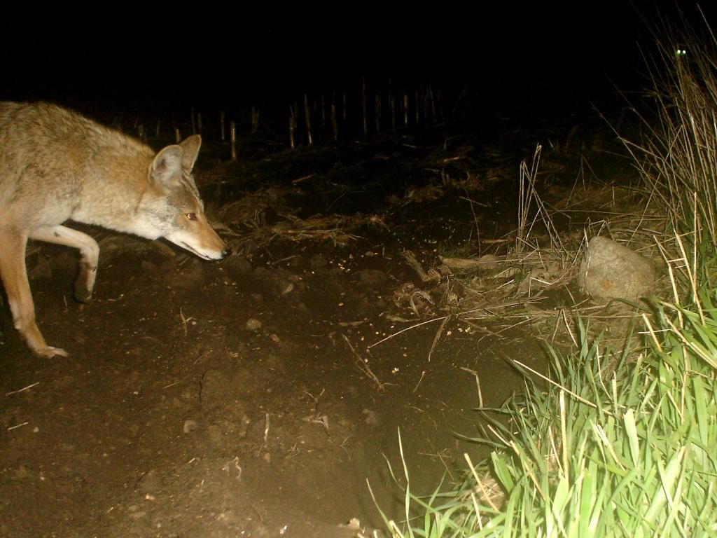 Badger04-21-201227.jpg