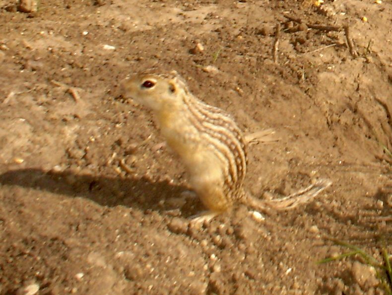 Badger04-21-20125.jpg
