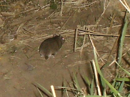 Badger04-21-20128.jpg