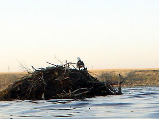 Baldeagle04-07-20121.jpg
