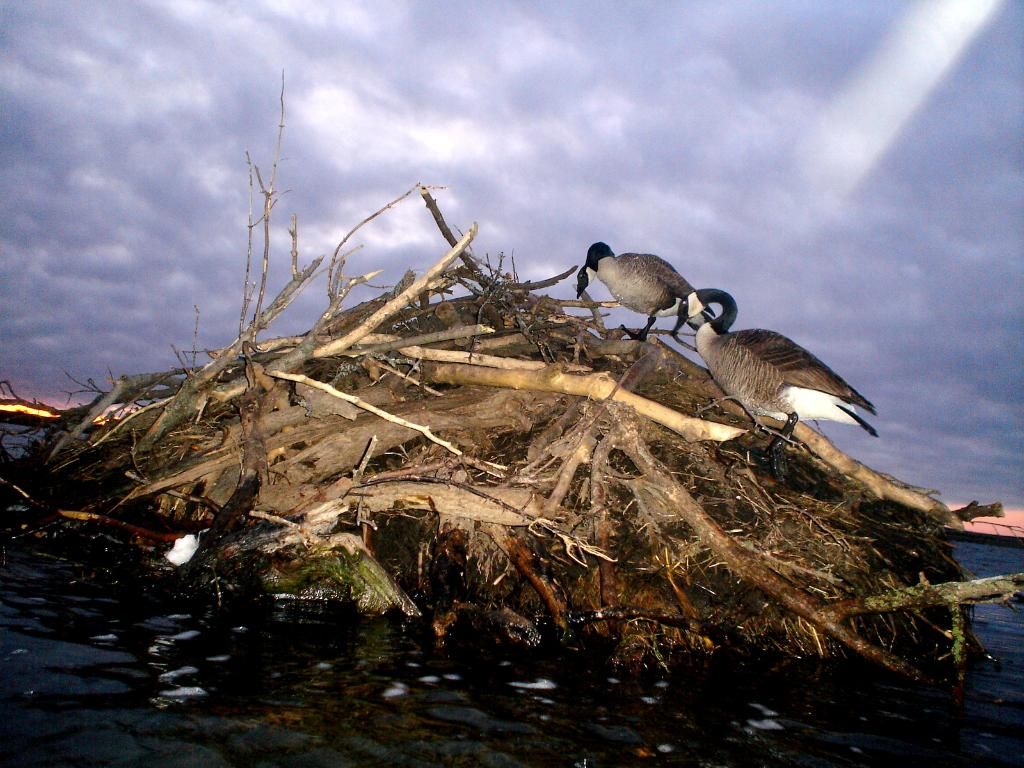 Beaver04-28-2012105.jpg