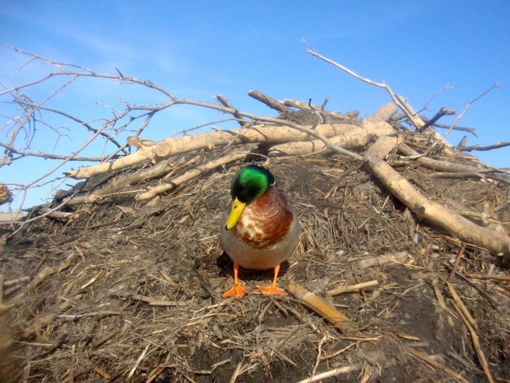 Beaverhouse03-31-201212.jpg