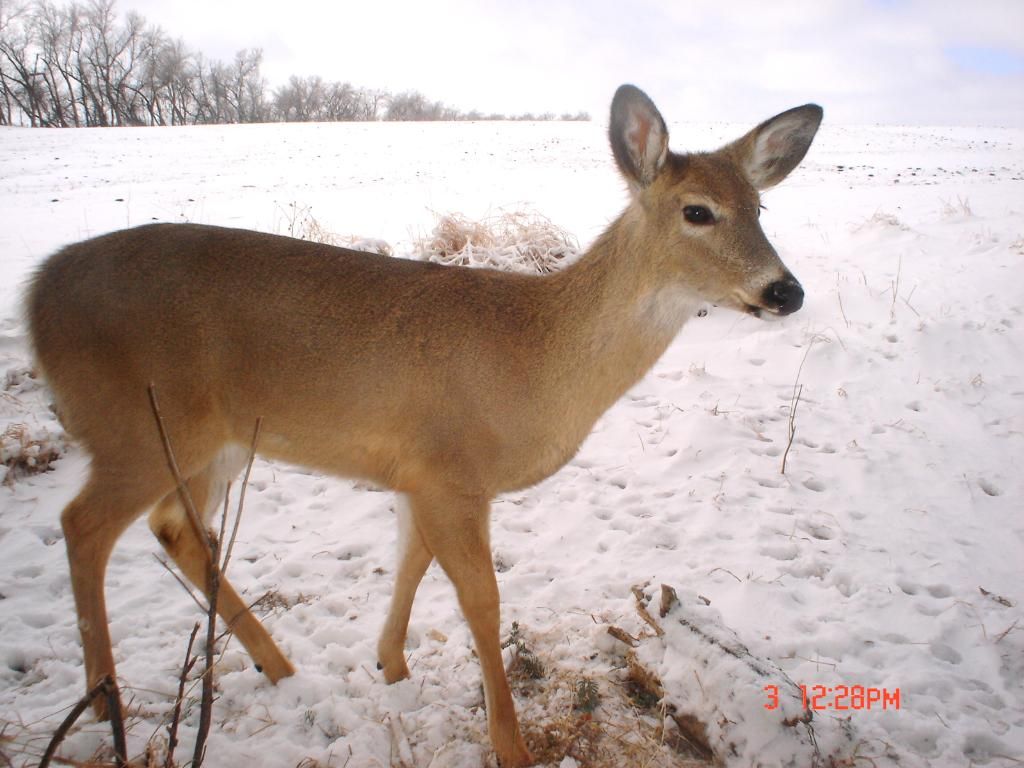 BeverlysS03-11-2012134.jpg