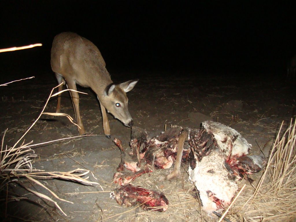 Carcass01-13-20125.jpg