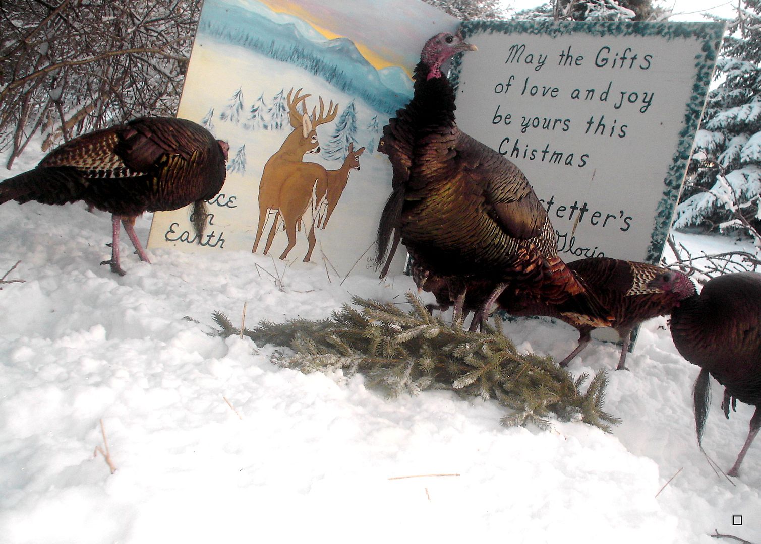 Christmascard201212.jpg